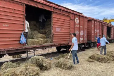 Цифра дня: Мангистауская область получит 5,3 млрд тенге на заготовку сена  